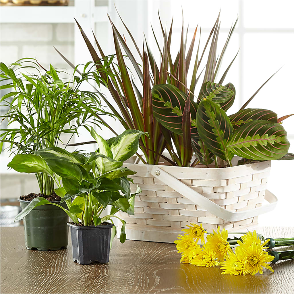 Florist Designed Blooming and Green Plants in a Basket – Jax Flowers Corp, Orange Park FL
