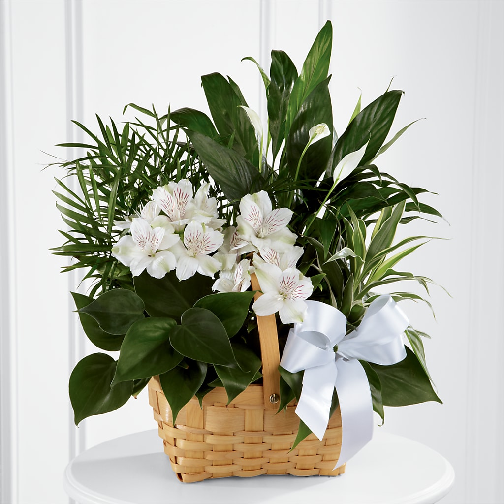 Peace & Serenity Dishgarden – Jax Flowers Corp, Orange Park FL