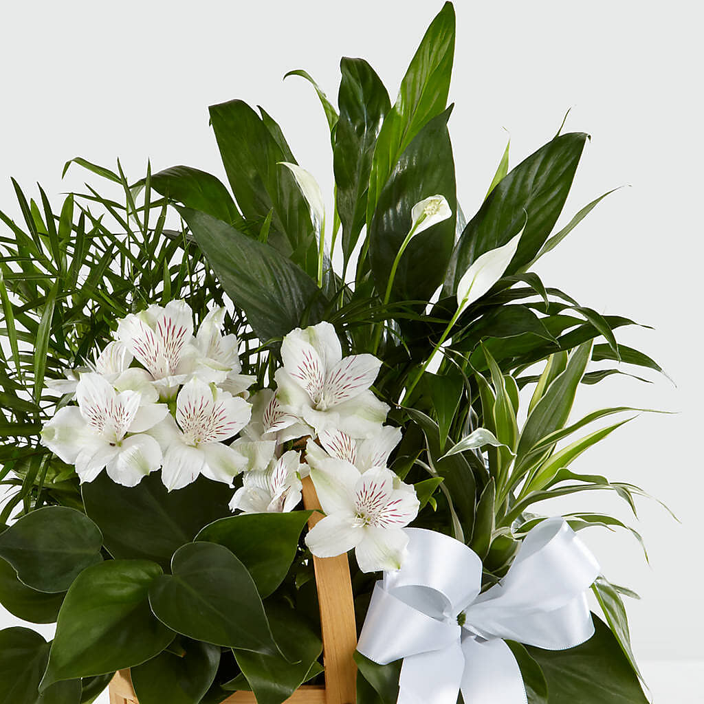 Peace & Serenity Dishgarden – Jax Flowers Corp, Orange Park FL