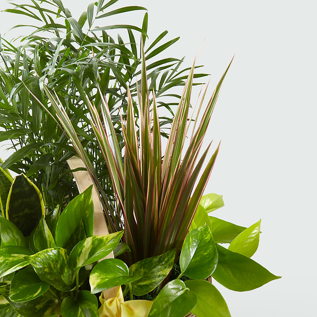 French Garden – Jax Flowers Corp, Orange Park FL