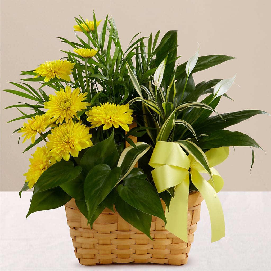 Loving Light Dishgarden – Jax Flowers Corp, Orange Park FL