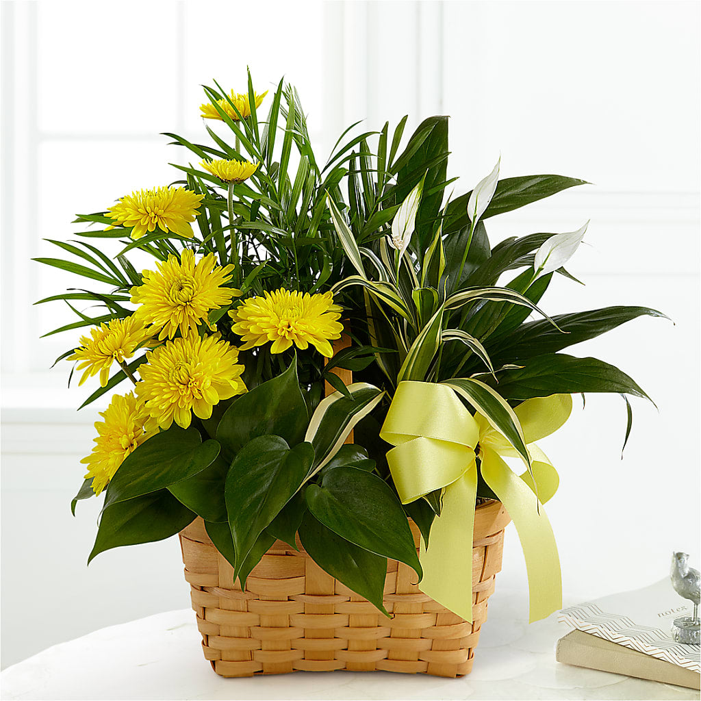 Loving Light Dishgarden – Jax Flowers Corp, Orange Park FL