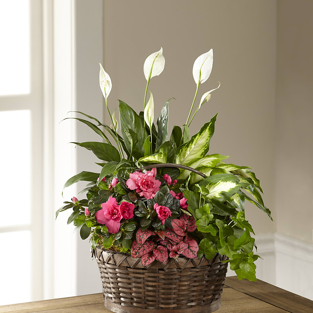 Dream in Pink Dishgarden – Jax Flowers Corp, Orange Park FL