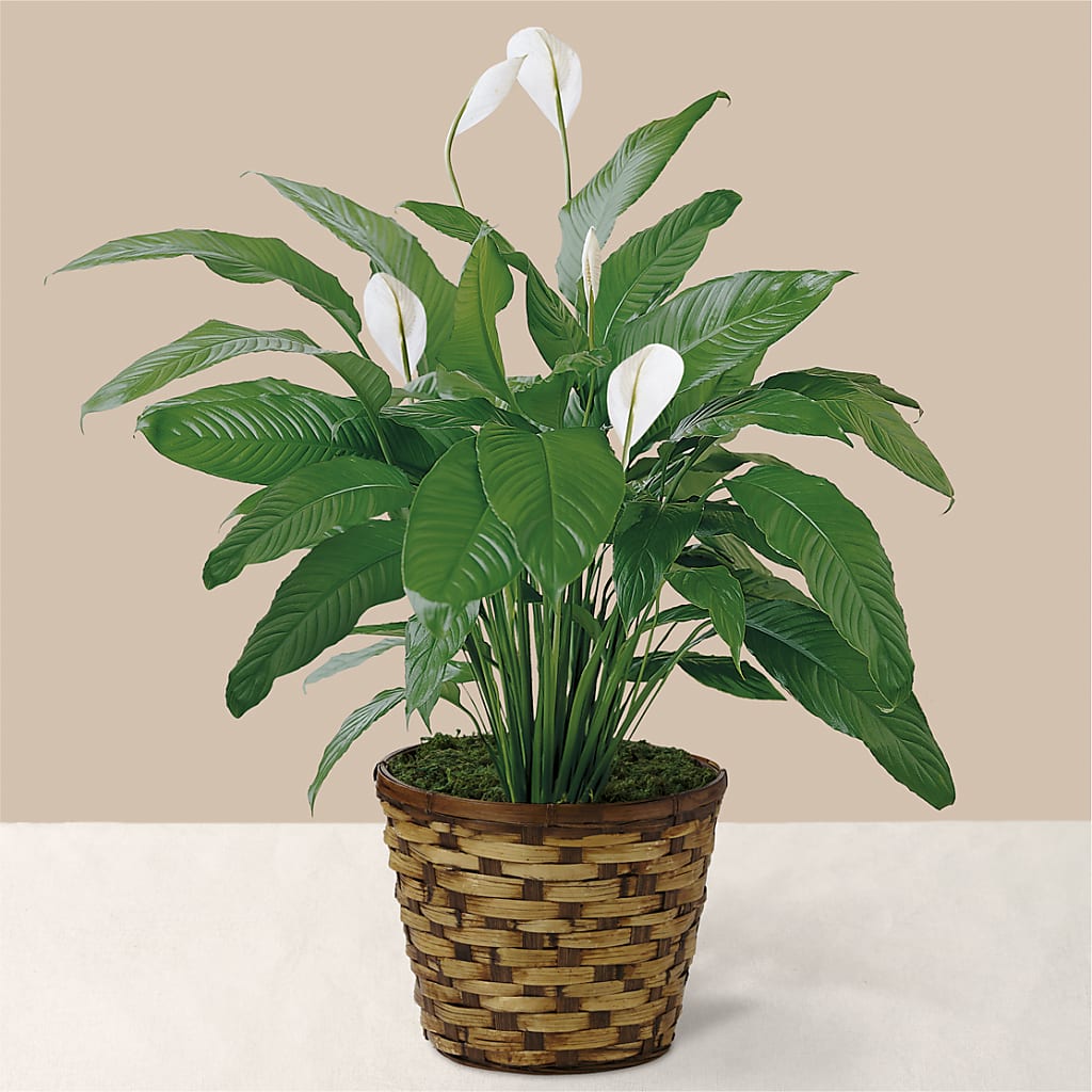 Tranquil Moments Peace Lily Plant – Jax Flowers Corp, Orange Park FL