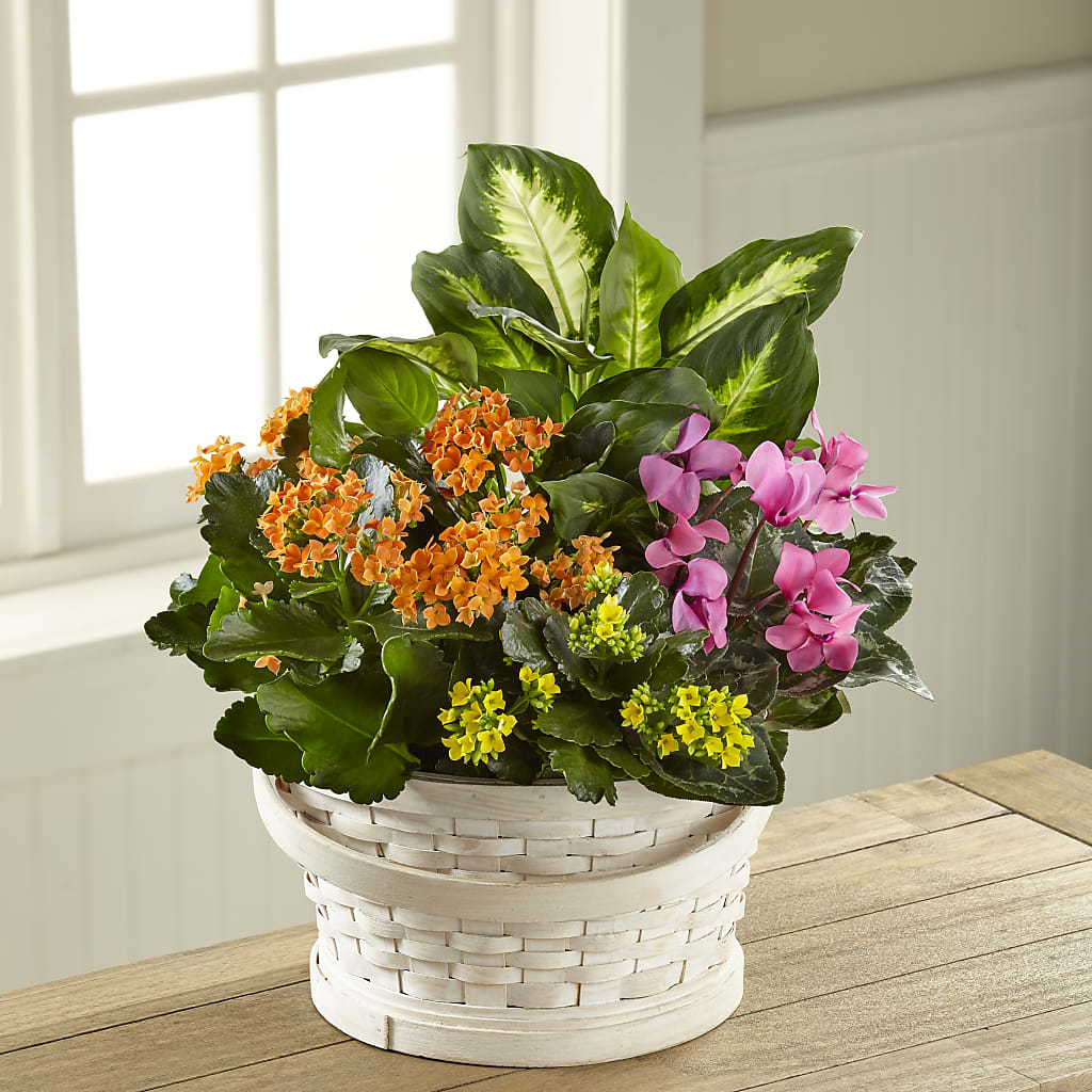 Color Crush Dishgarden – Jax Flowers Corp, Orange Park FL