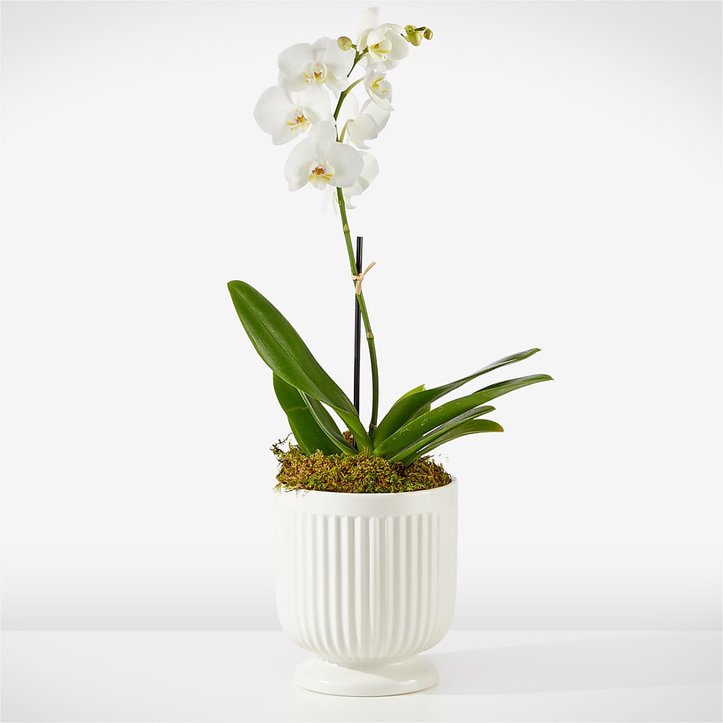 Whispering White Orchid – Jax Flowers Corp, Orange Park FL