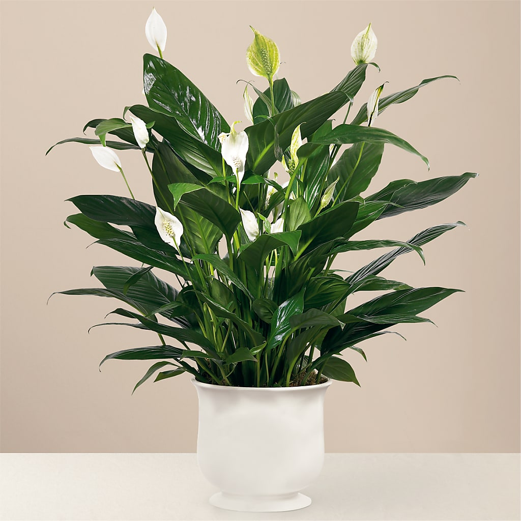 Comfort Planter – Jax Flowers Corp, Orange Park FL