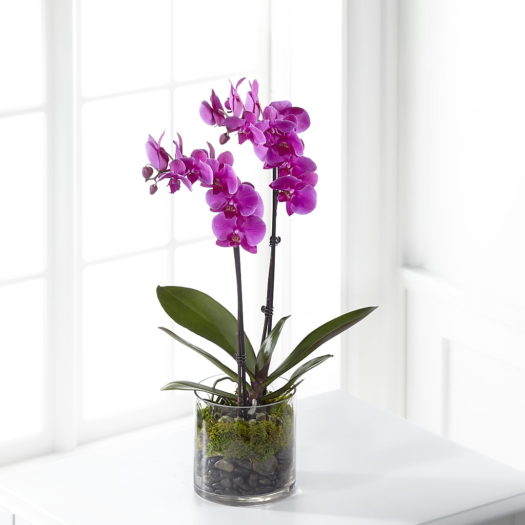 Pink Orchid Plant – Jax Flowers Corp, Orange Park FL