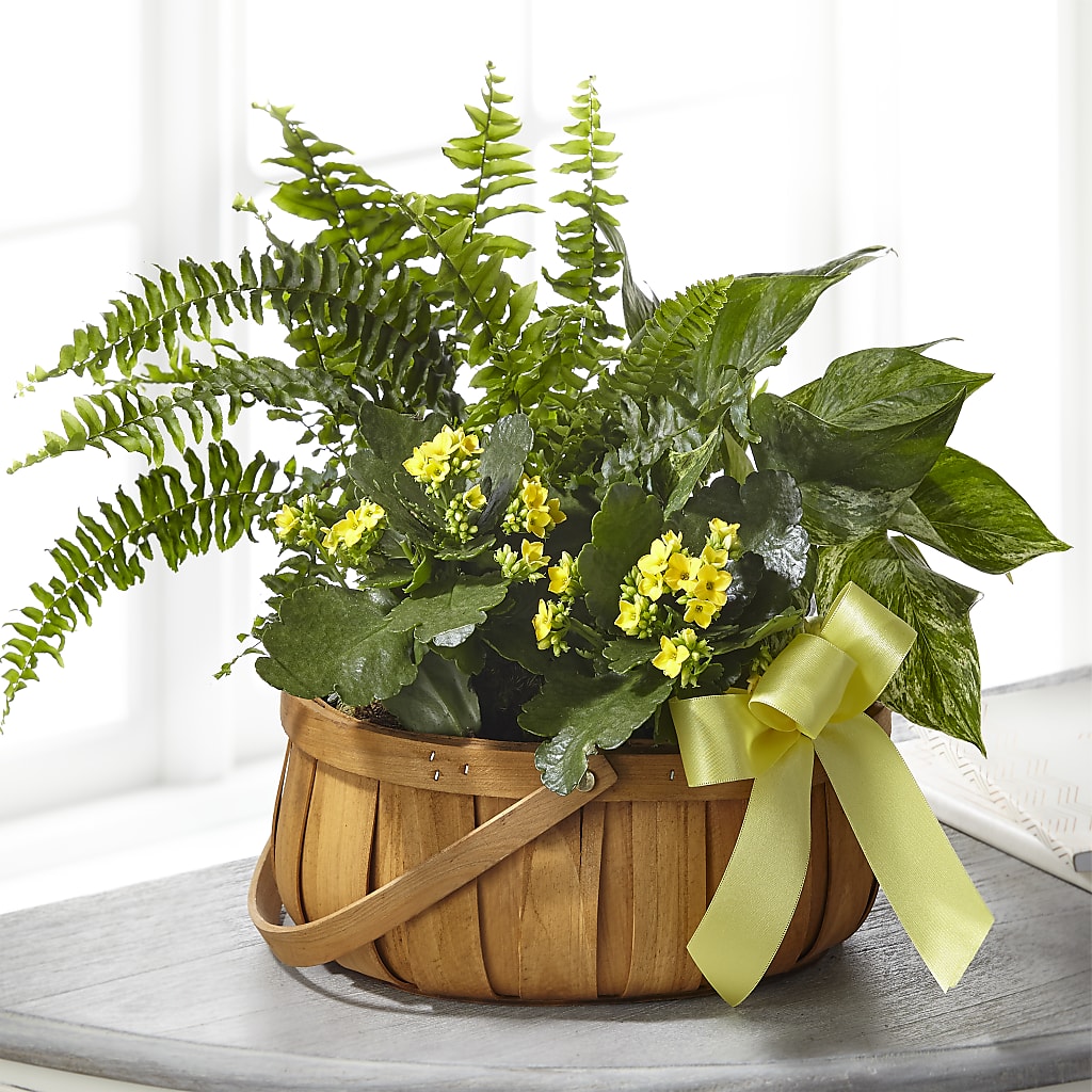 Always Dear Dishgarden – Jax Flowers Corp, Orange Park FL