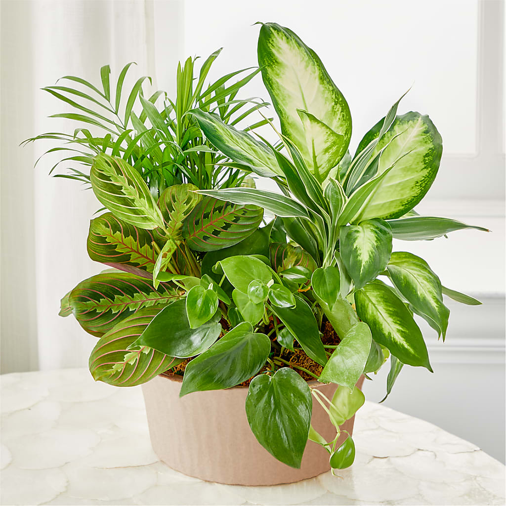 Balance & Harmony Dishgarden – Jax Flowers Corp, Orange Park FL