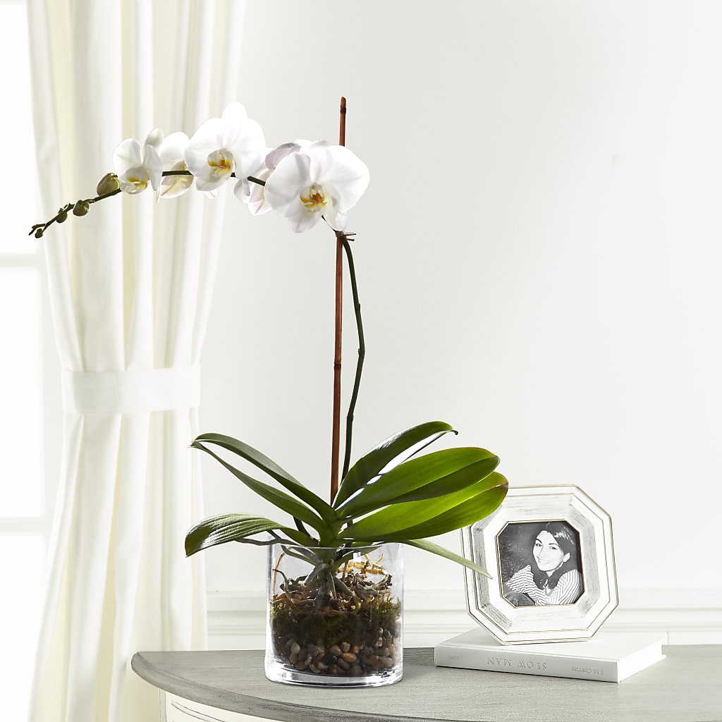 White Orchid Planter – Jax Flowers Corp, Orange Park FL