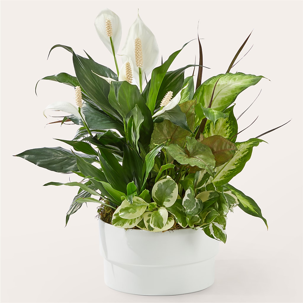 Radiating Positivity Dishgarden – Jax Flowers Corp, Orange Park FL