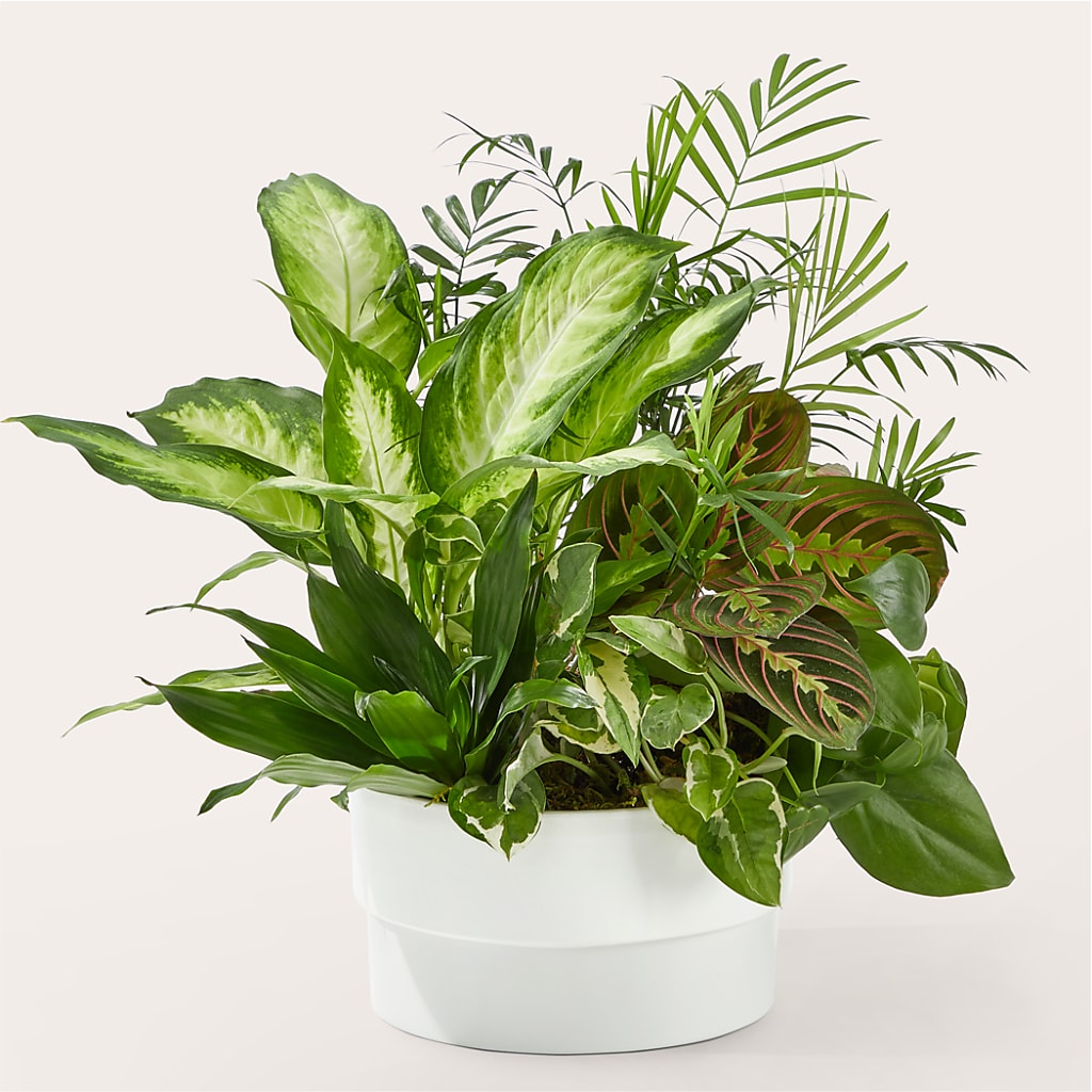 Radiating Positivity Dishgarden – Jax Flowers Corp, Orange Park FL