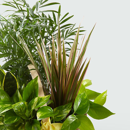 French Garden –  Jax Flowers Corp, Orange Park FL