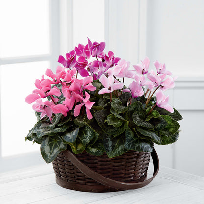 Mixed Cyclamen Planter –  Jax Flowers Corp, Orange Park FL