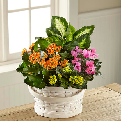 Color Crush Dishgarden –  Jax Flowers Corp, Orange Park FL