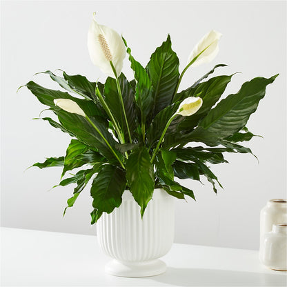 Comfort Planter –  Jax Flowers Corp, Orange Park FL