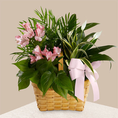 Living Spirit Dishgarden –  Jax Flowers Corp, Orange Park FL