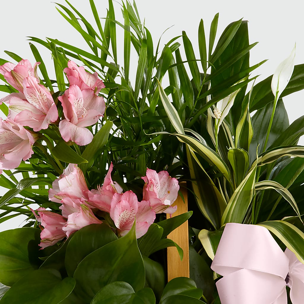 Living Spirit Dishgarden –  Jax Flowers Corp, Orange Park FL