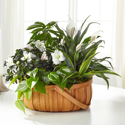 Serene Dishgarden –  Jax Flowers Corp, Orange Park FL