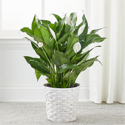 A New Leaf Peace Lily –  Jax Flowers Corp, Orange Park FL
