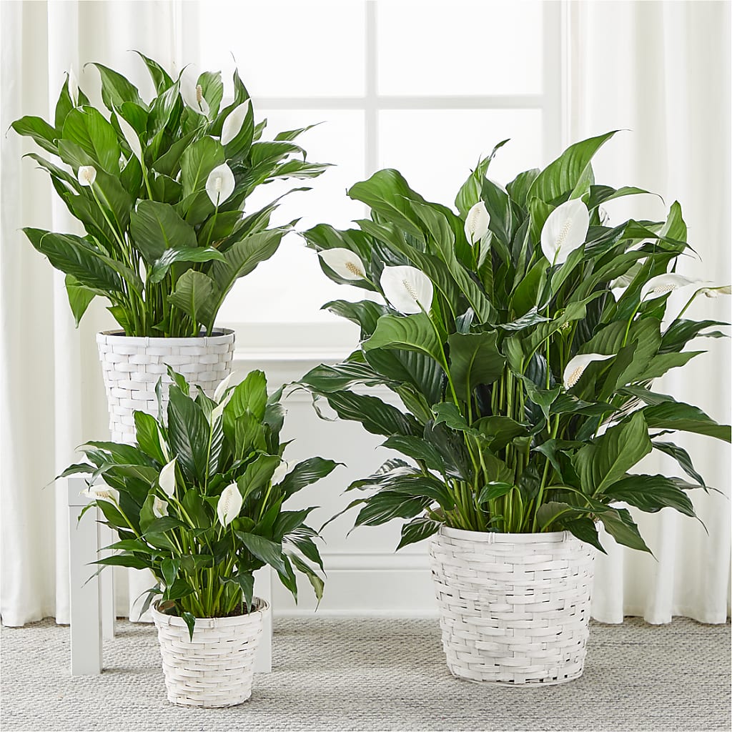 A New Leaf Peace Lily –  Jax Flowers Corp, Orange Park FL