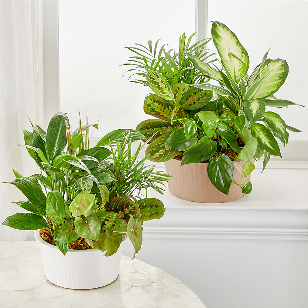 Balance & Harmony Dishgarden –  Jax Flowers Corp, Orange Park FL