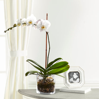 White Orchid Planter –  Jax Flowers Corp, Orange Park FL
